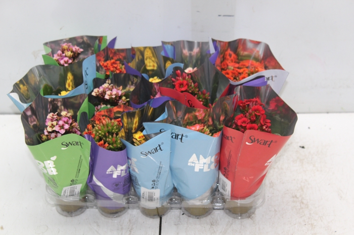 KALANCHOE P06 BICOLOR