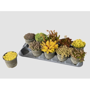 SEDUM GEM