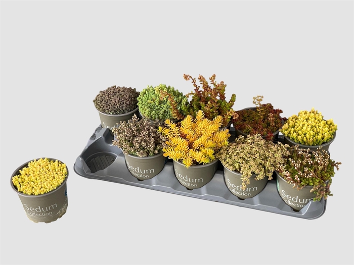 <h4>SEDUM GEM</h4>