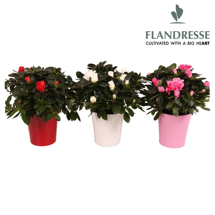 <h4>Azalea Flandresse® keramiek ton- sur-ton</h4>