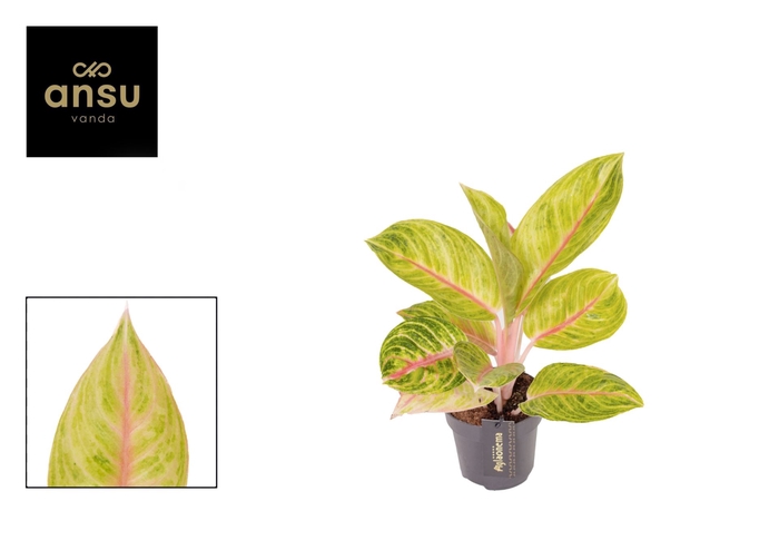 <h4>Aglaonema overig</h4>