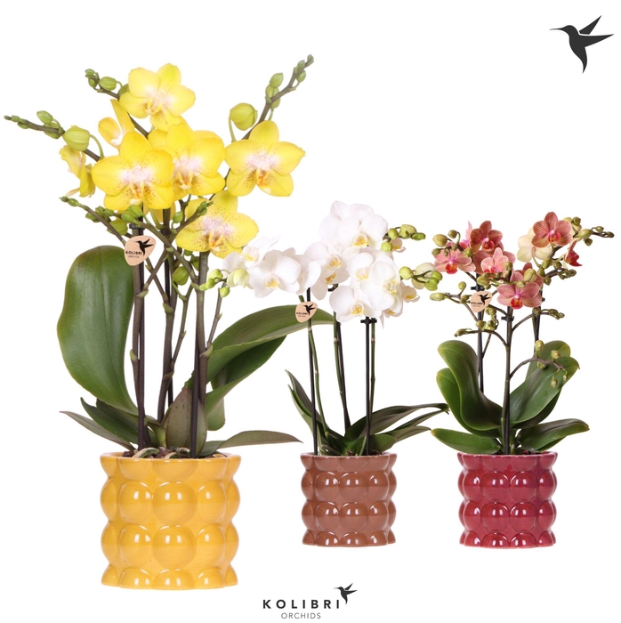 <h4>Kolibri Orchids Phalaenopsis mix 3 spike in Cotton pot yellow mix</h4>
