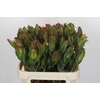 Leucadendron Laurel Yellow Spray