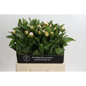 Paeonia Vanguard