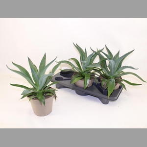 AGAV LOPHANTHA