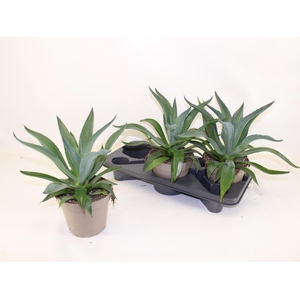 AGAV LOPHANTHA