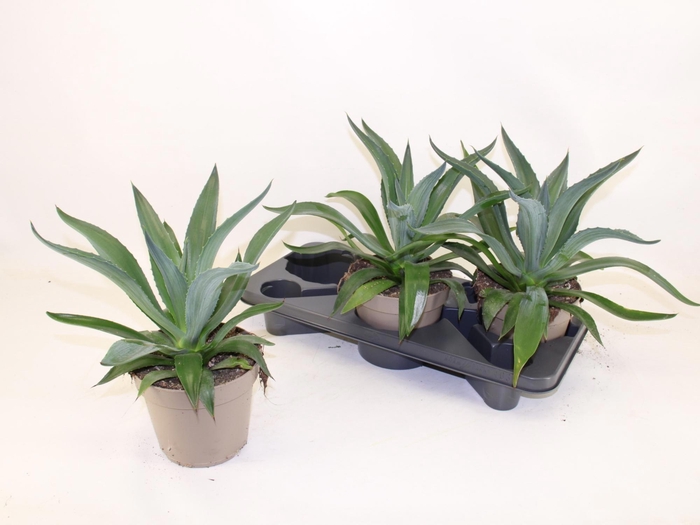 <h4>AGAV LOPHANTHA</h4>