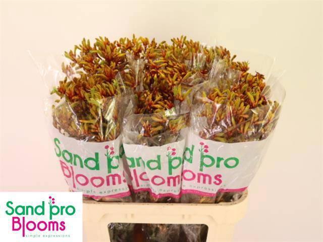 <h4>ANIGOZ GOLD FEVER</h4>