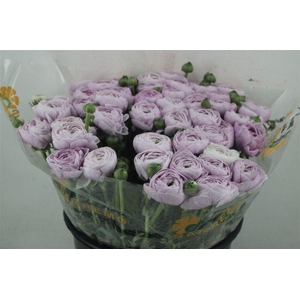 Ran Cloni Sup Nebbia