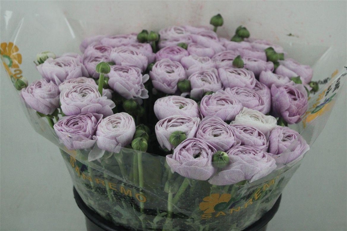 <h4>Ran Cloni Sup Nebbia</h4>