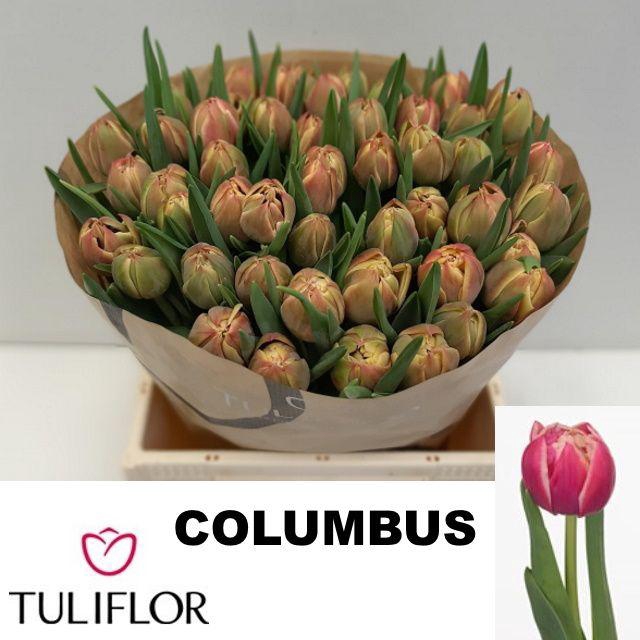 <h4>TU DU COLUMBUS</h4>