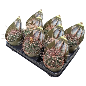 Ferocactus Hamatacanthus Potcover