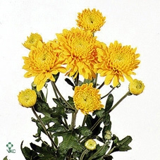 Chr T Pamela Geel