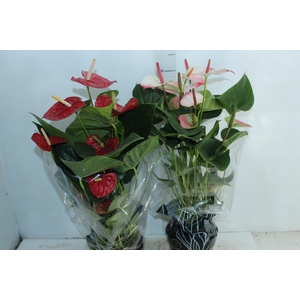 ANTHURIUM VARIADO P17 PREMIUM