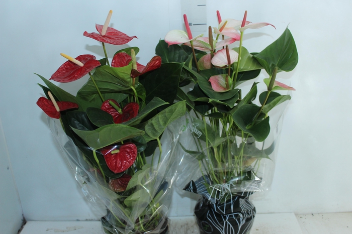 ANTHURIUM VARIADO P17 PREMIUM