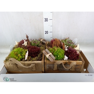 Arr.  Sempervivum L%