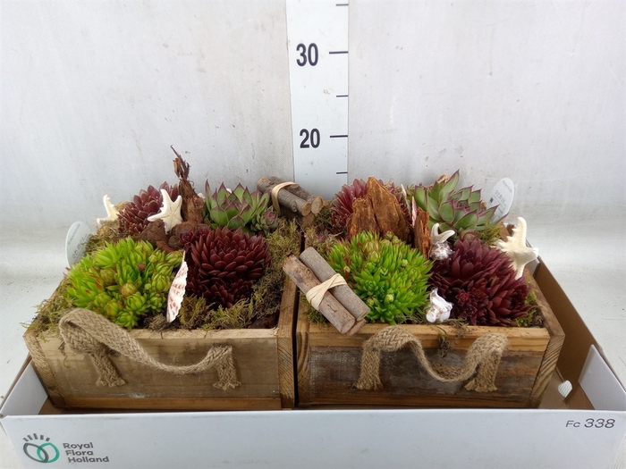 <h4>Arr.  Sempervivum L%</h4>
