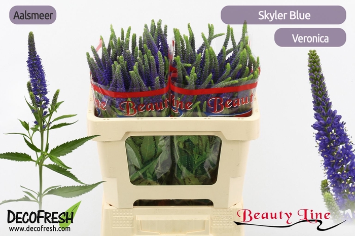 <h4>VERON L SKYLER BLUE</h4>