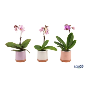 Valencia Mix Tiny Dolls Mix 1T7+ aqu@