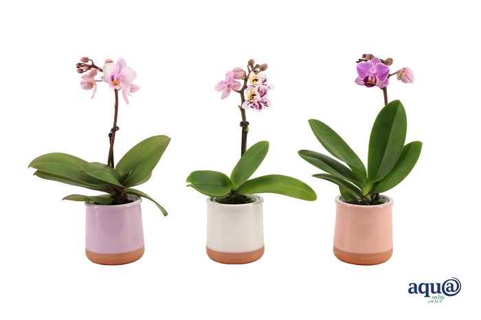 <h4>Valencia Mix Tiny Dolls Mix 1T7+ aqu@</h4>