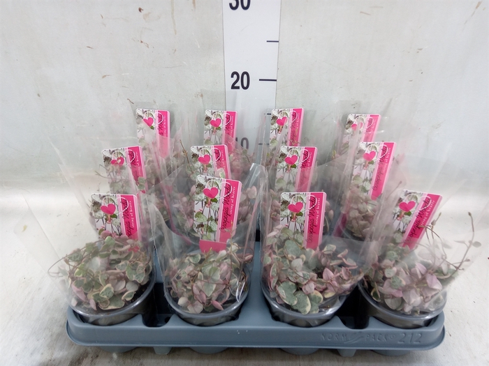 <h4>Ceropegia woodii 'Silver Glory'</h4>