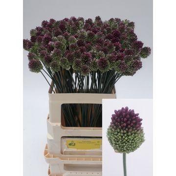 <h4>Allium Sphaerocephal Firma Klein</h4>