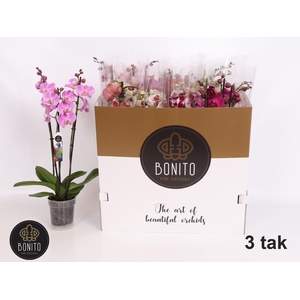 PHAL GEM 5 KL