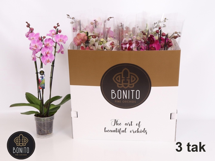 <h4>PHAL GEM 5 KL</h4>