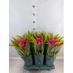 Guzmania  'Deseo Pink'