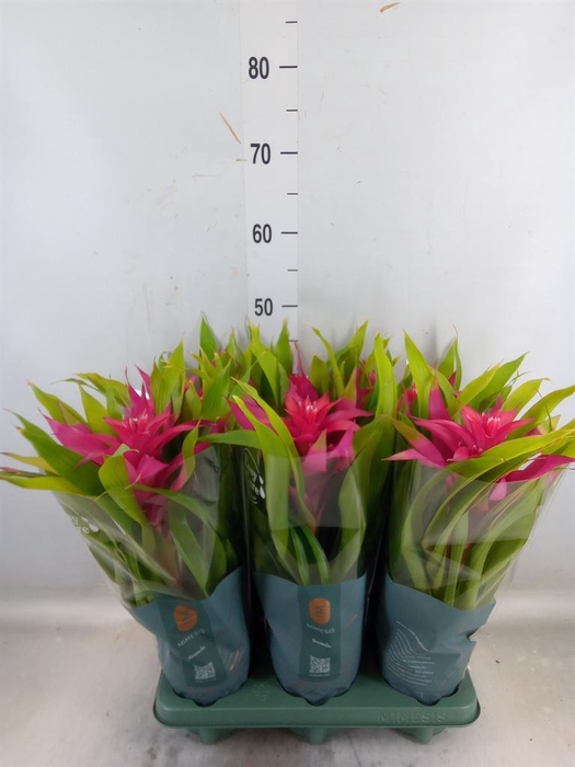 <h4>Guzmania  'Deseo Pink'</h4>