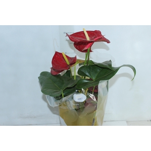 ANTHURIUM DAKOTA P17