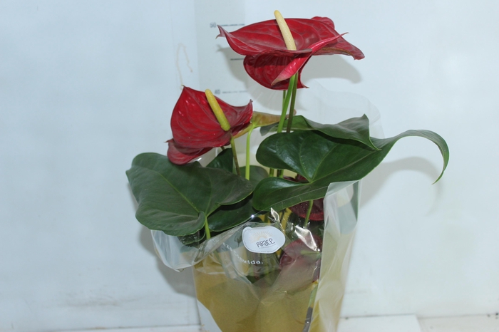 <h4>ANTHURIUM DAKOTA P17</h4>