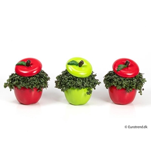 CALLISIA REPENS p10.5 appel