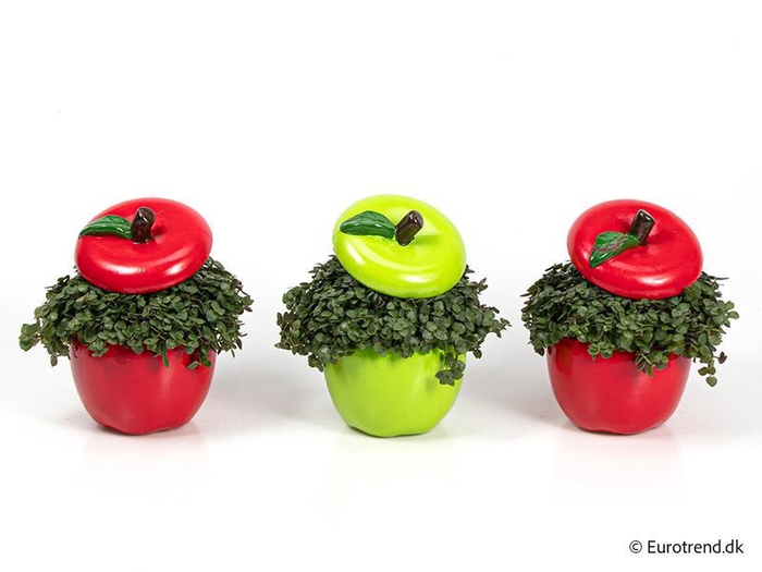 <h4>CALLISIA REPENS p10.5 appel</h4>