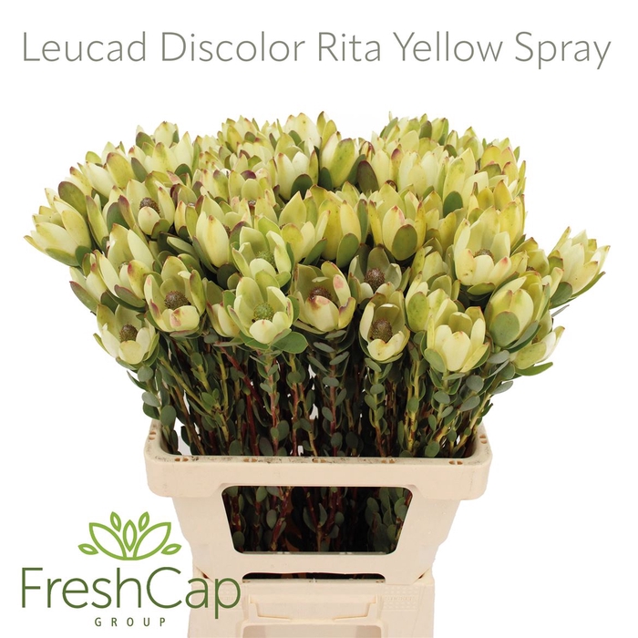 <h4>Leucad Discolor Rita Yellow</h4>