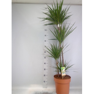Dracaena marg.