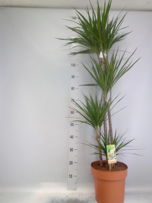 <h4>Dracaena marg.</h4>