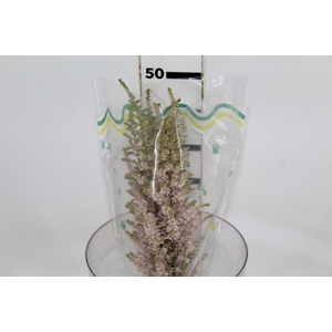 ASTILBE VARIADO