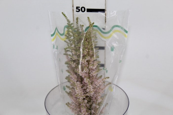 <h4>ASTILBE VARIADO</h4>
