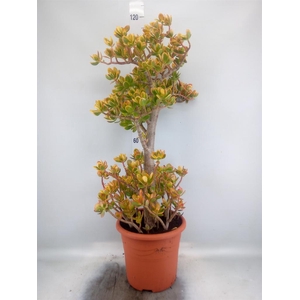 Crassula ovata 'Sunset'