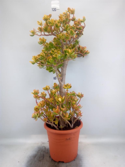 <h4>Crassula ovata 'Sunset'</h4>
