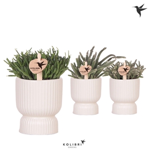 Kolibri Greens Rhipsalis mix in Diabolo pot travertine