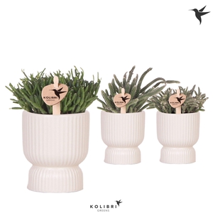 Kolibri Greens Rhipsalis mix in Diabolo pot travertine