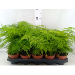 Asparagus setaceus