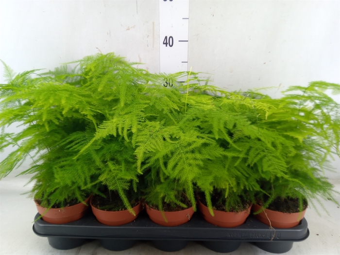 <h4>Asparagus setaceus</h4>