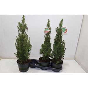 Picea Gl Conica