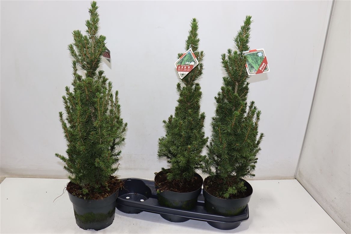 <h4>Picea Gl Conica</h4>