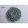 Echeveria Haylina Cutflower Wincx-8cm