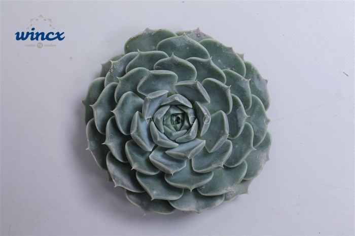 Echeveria Haylina Cutflower Wincx-8cm