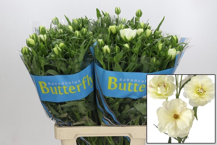 <h4>RAN BUTTERFLY NINOS</h4>